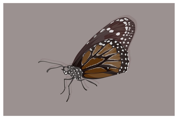 Black butterfly with white spots illustration