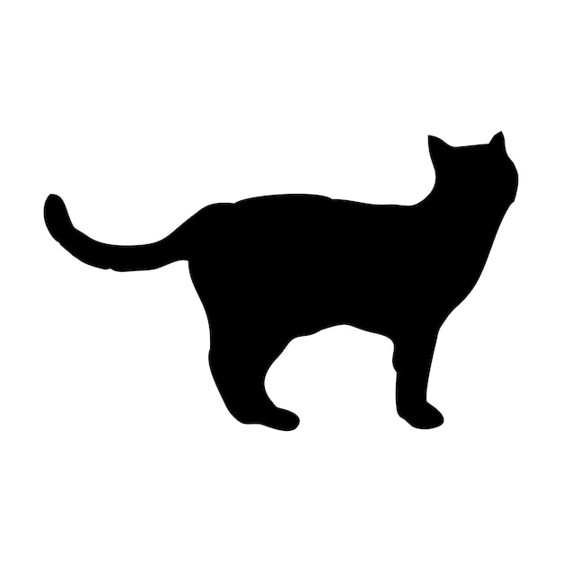 A black cat with a black tail and a white background