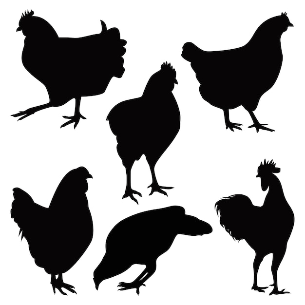 Вектор Векторная иллюстрация черного цыпленка или курицы
