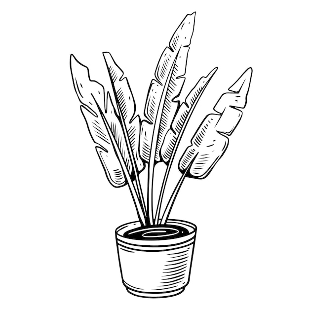 Vector black color home plant in a pot flat design vector illustration