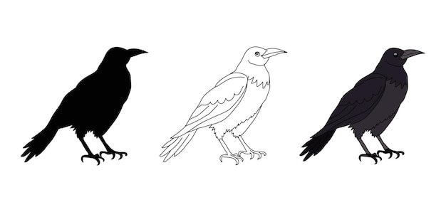 Black crow raven Contour silhouette crow in color Vector Wild bird pet icon textile print pet shop