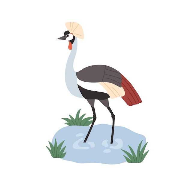 Black-crowned crane with bristle on head. Wild African bird with multicolored feathers. Tropical savanna animal standing in water. Flat vector illustration isolated on white background