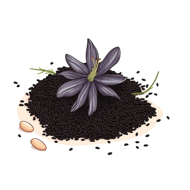 Vector black cumin vector clipart white background