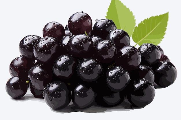 Vector black currant isolated on white background