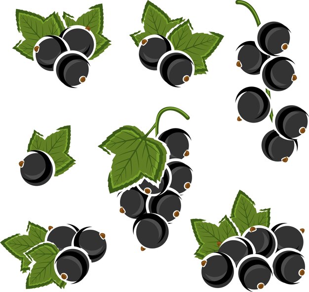 Black currant set. Vector
