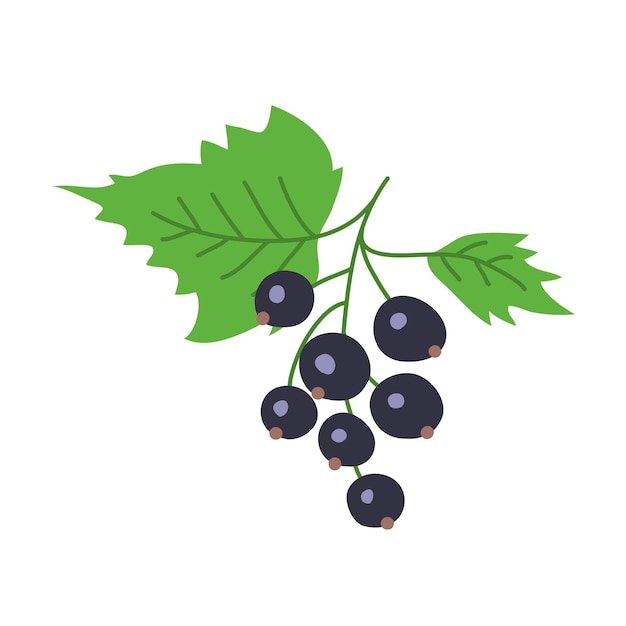 Black currant with leaves on a white background