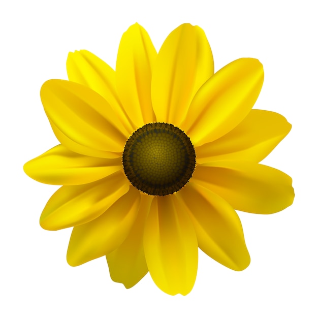 Fiore di black eyed susan (rudbeckia hirta) su bianco. illustrazione