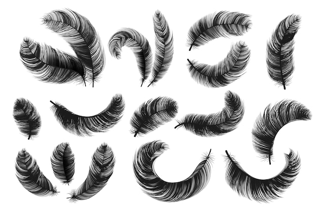 Black feathers. realistic fluffy swan feathers, vintage isolated quill silhouettes, vector angel or bird twirled feathers