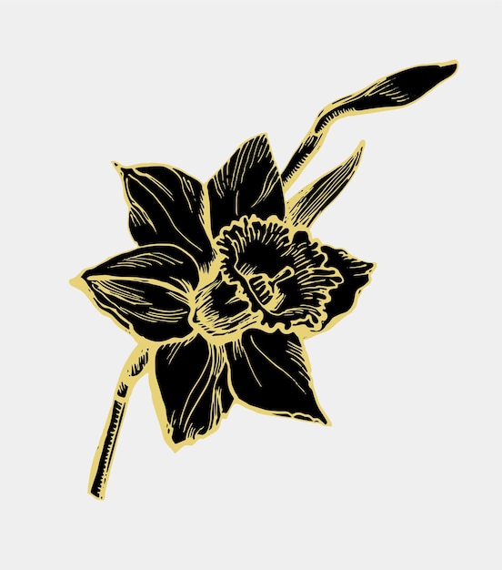 Vector black flowers silhouette ofhand drawn daffodil flower closeup isolated on white