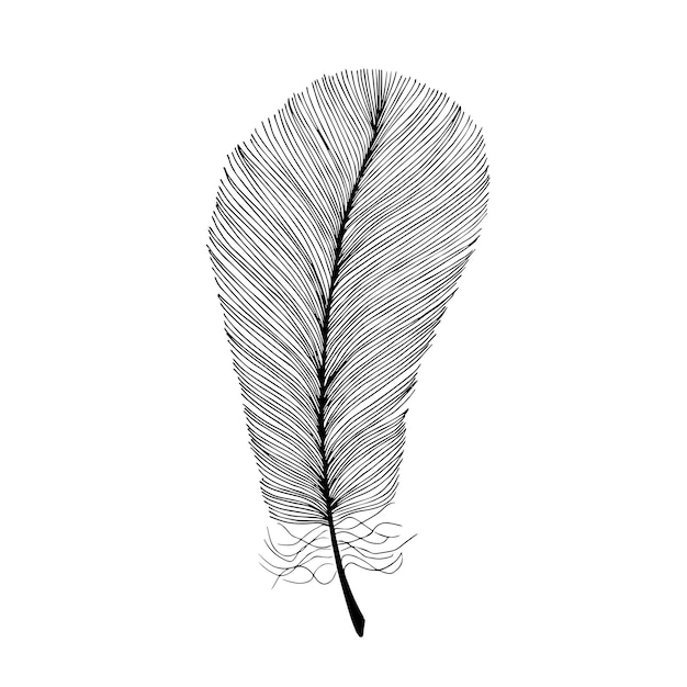 Vector black fluffy feather hand drawn vintage art realistic feather detailed isolated vector elegant