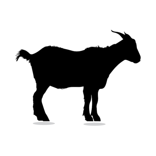 A black goat with a white background