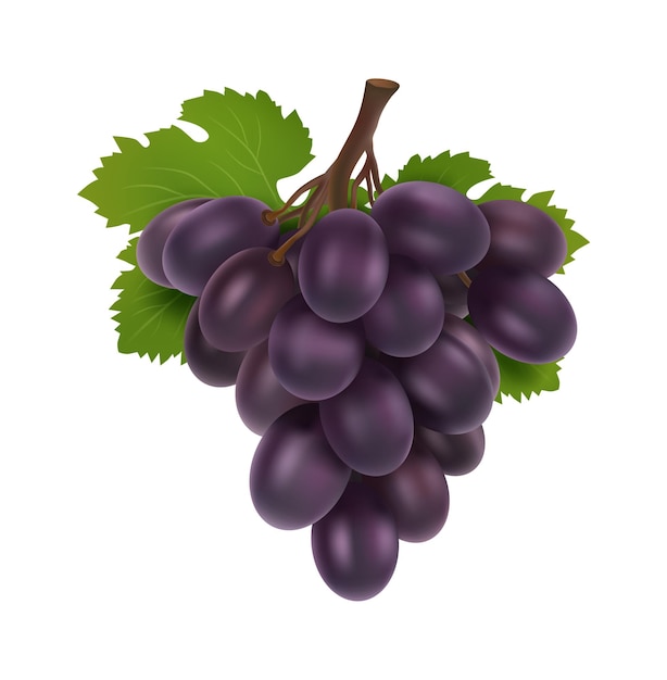 Vector black grape. 3d bunch of grapes, realistic fruit with leaves. isolated winery raw, fresh juicy natural food vector element. illustration grape vine, ripe fruit grapevine