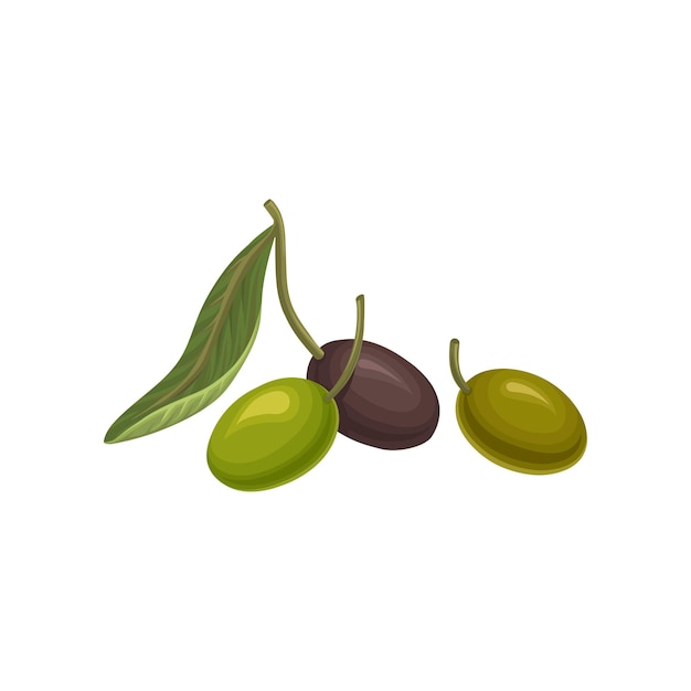 Black and green fresh olives vector Illustration on a white background