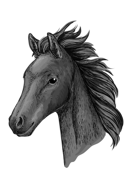 Vector black horse head sketch portrait