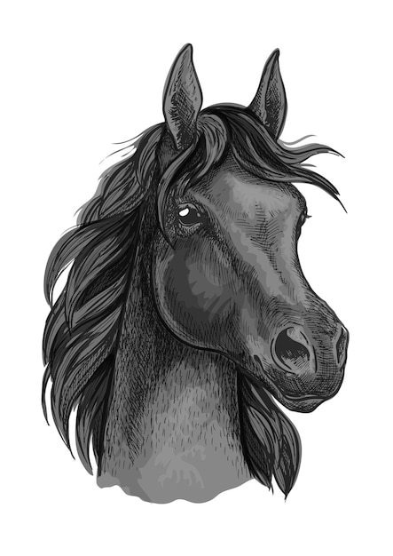 Vector black horse portrait with shiny dark eyes