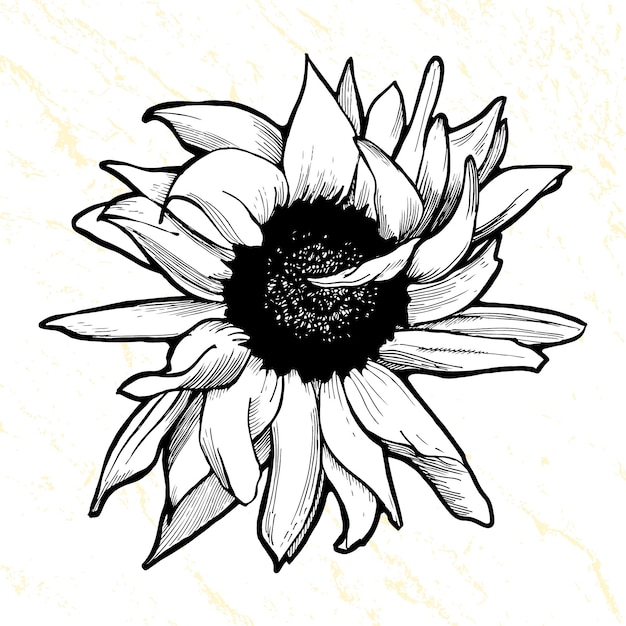 Black ink doodle realistic sunflower. Engraving flower.