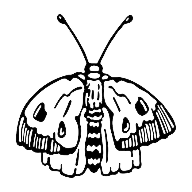 Vector black ink hand drawing natural butterfly