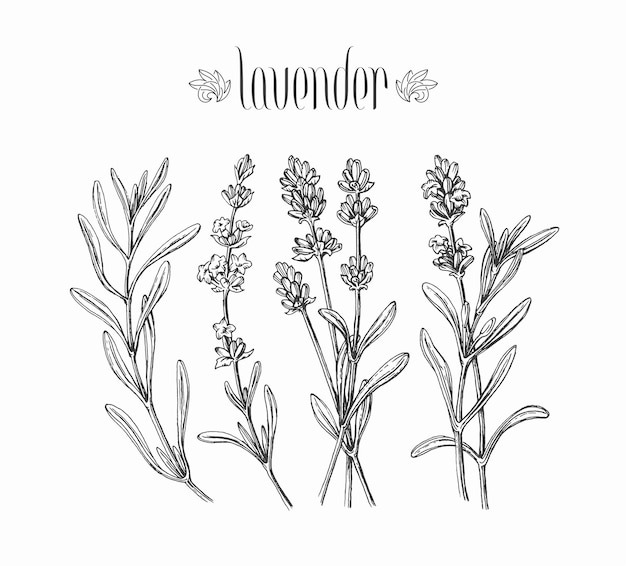 Black isolated lavender branches, hand drawn leaves and flowers of plant.