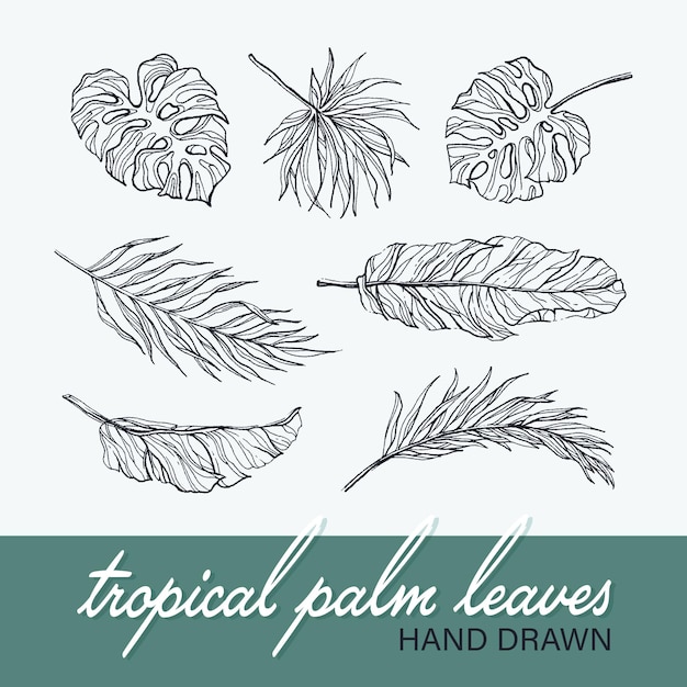 Black isolated palm and monstera leaves' collection, tropical botanical hand drawn   set.