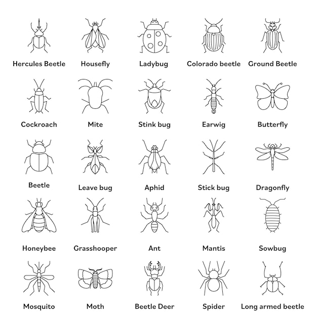 Черный линейный стиль различные названия насекомых или набор символов