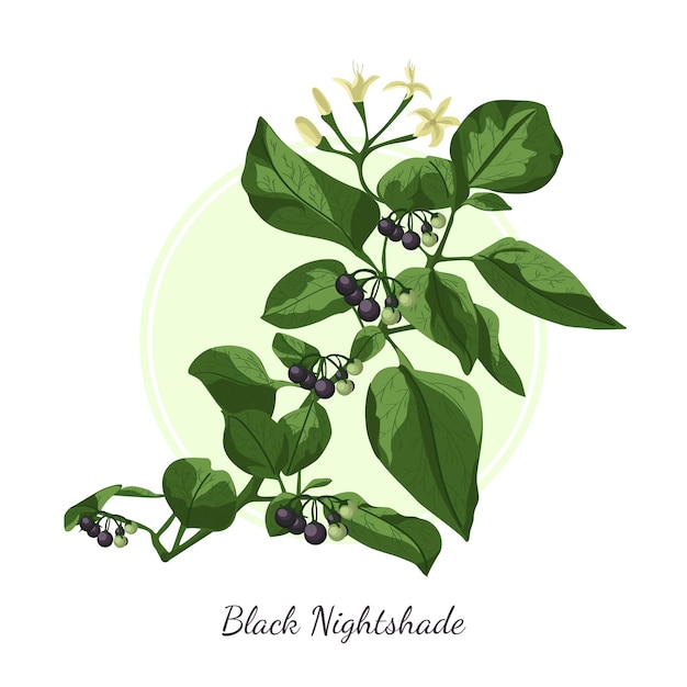 Vector black nightshade