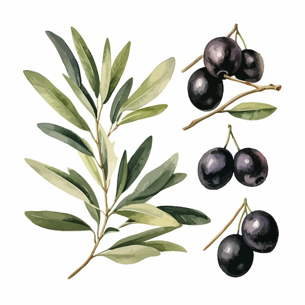 черные оливки с листовыми векторами