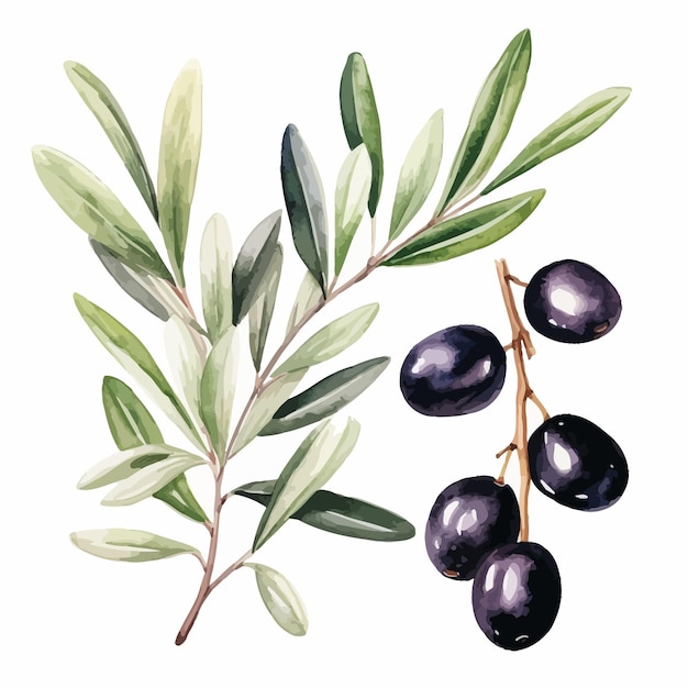 Vector black olives with leaves vector