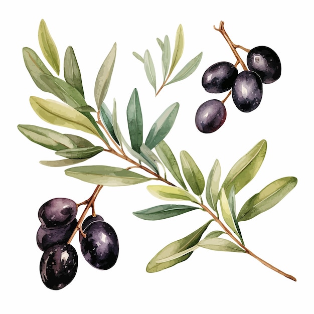 black olives with leaves vector