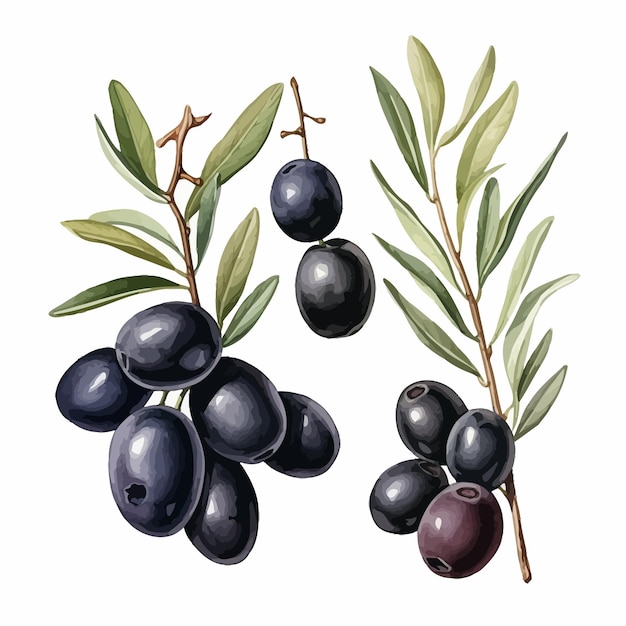 black olives with leaves vector