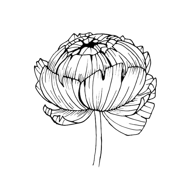 Black outline of a peony flower on a white background