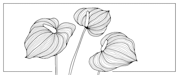 Vector black outline of three calla flowers on a white background