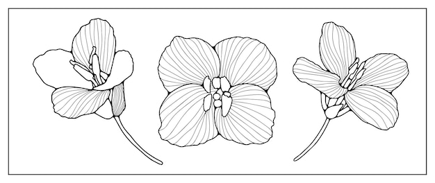 Contorno nero di tre fiori delicati su uno sfondo bianco