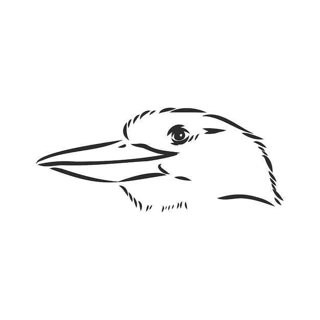 Black outlined kookaburra birdvector drawing kookaburra vector sketch illustration