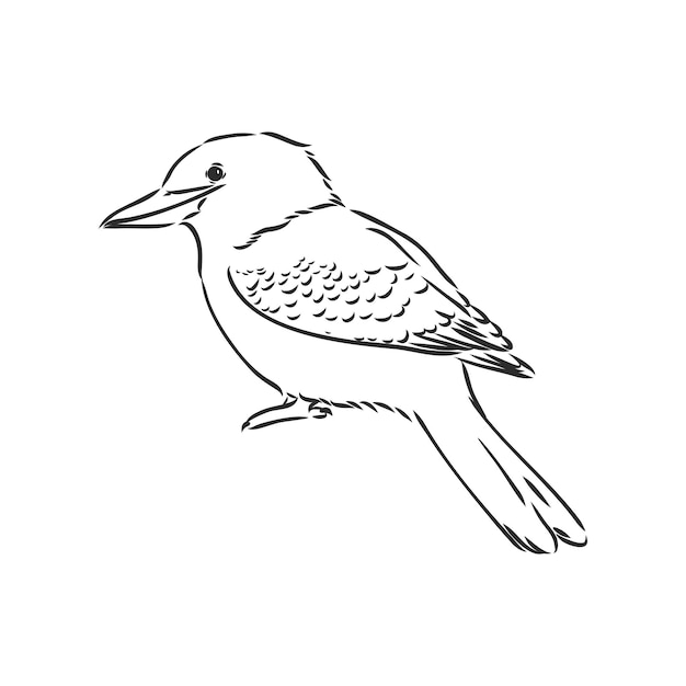 Vector black outlined kookaburra birdvector drawing kookaburra vector sketch illustration