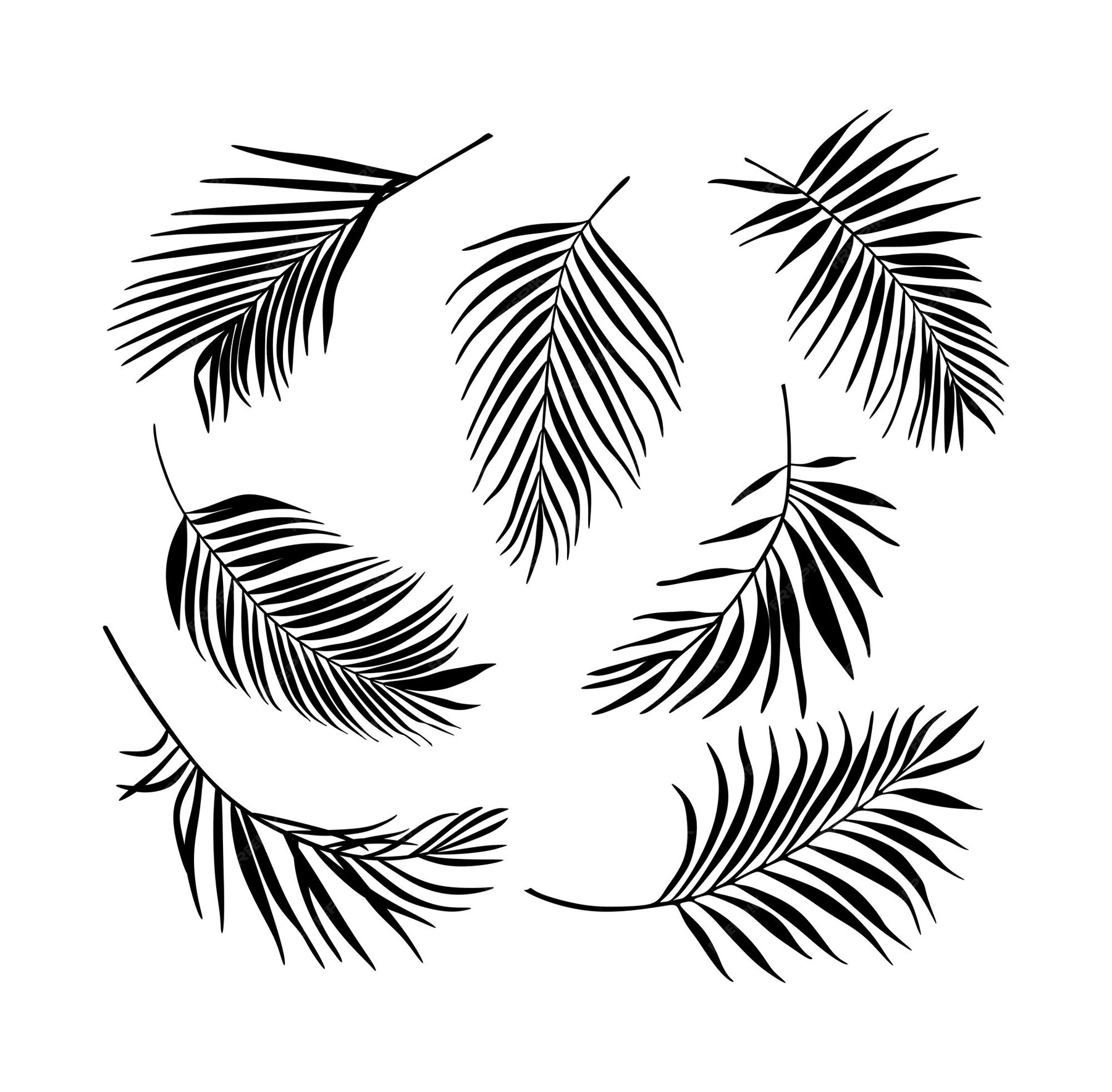 Premium Vector Black Palm Tree Leaves Silhouette Drawing.Tropical