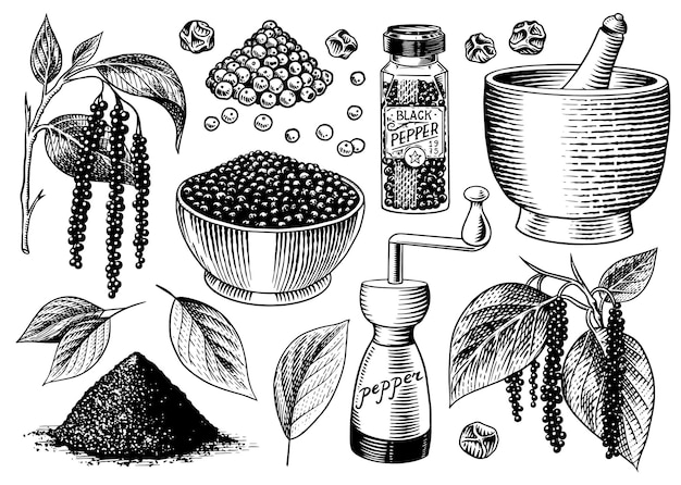 black pepper set in vintage style mortar and pestle allspice or peppercorn mill and dried seeds a bunch of spices herbal seasoning for cooking engraved hand drawn vector sketch for background