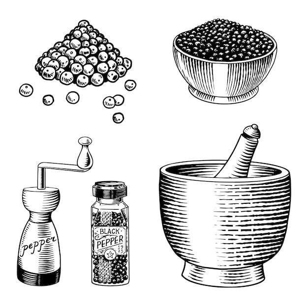 Black pepper set in Vintage style Mortar and pestle Allspice or peppercorn Mill and dried seeds Engraved hand drawn vector sketch for background