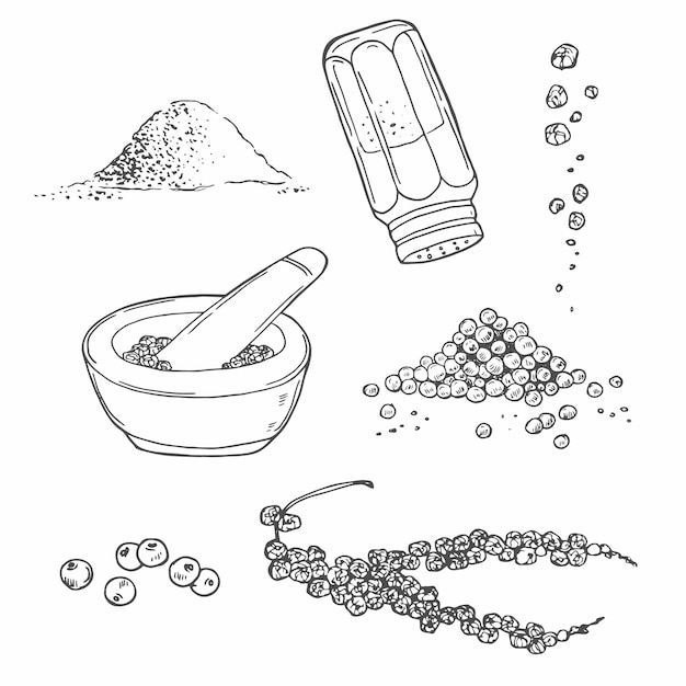 black pepper vector drawing set seasoning ingredient culinary and cooking flavor