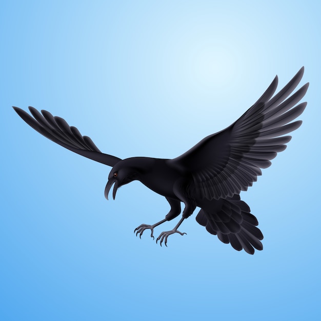 Black raven on blue background