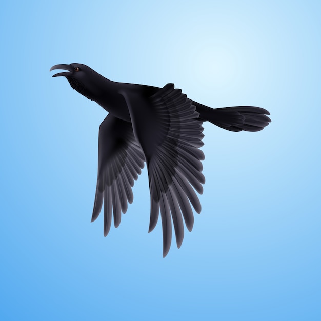 Vector black raven on blue