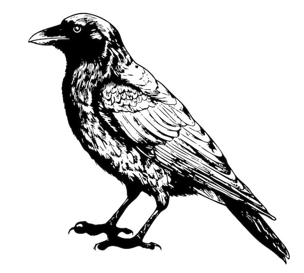 Vector black raven sketch hand drawn in doodle style vector illustration