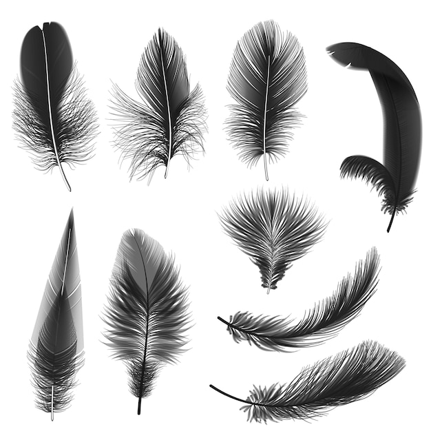 Black realistic feathers isolated on white