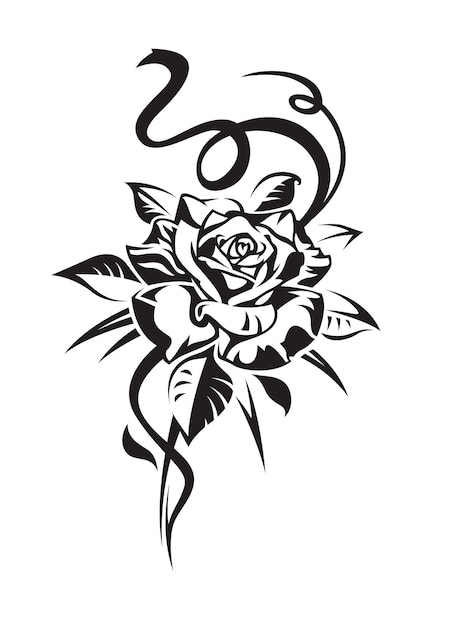 black rose on white background