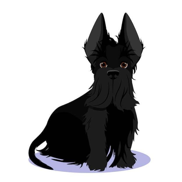 Black scottish terrier sits and looks straight