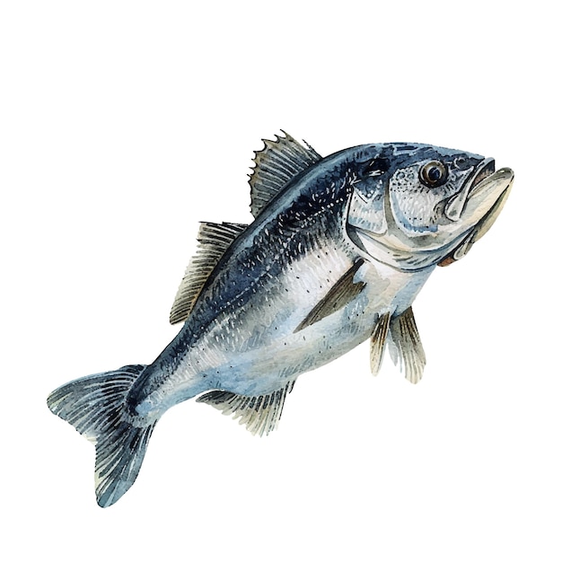 Vector black seabass vector illustration in watercolour style