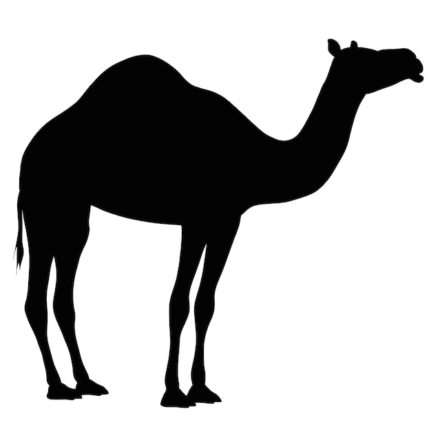 Vector black silhouette of a camel desert animal illustration