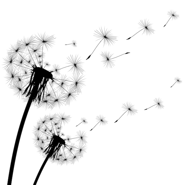 black silhouette of a dandelion on a white background