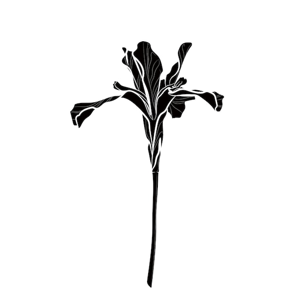 Black silhouette of iris flower on white background Graphic drawing Vector illustration