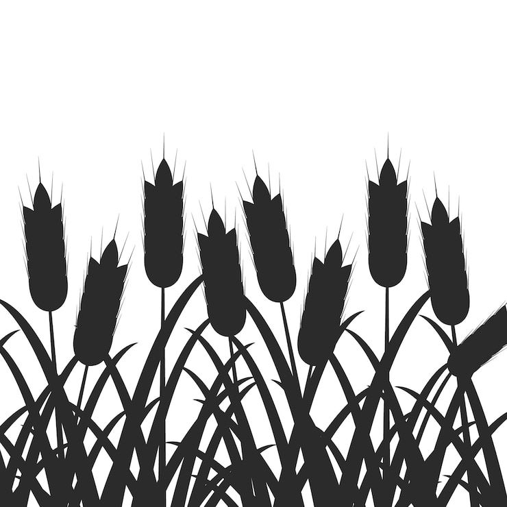 Vector black silhouette of wheat with grass on white background harvest agriculture farming