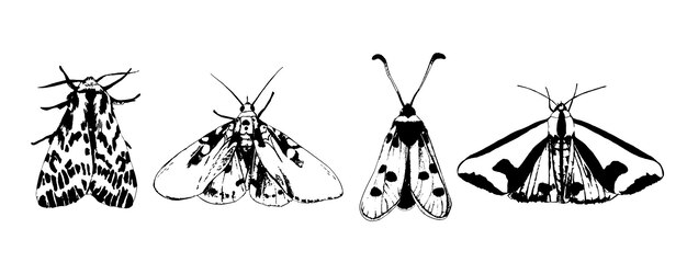 Vector black silhuette butterflies isolated on a white background set of four vector insect